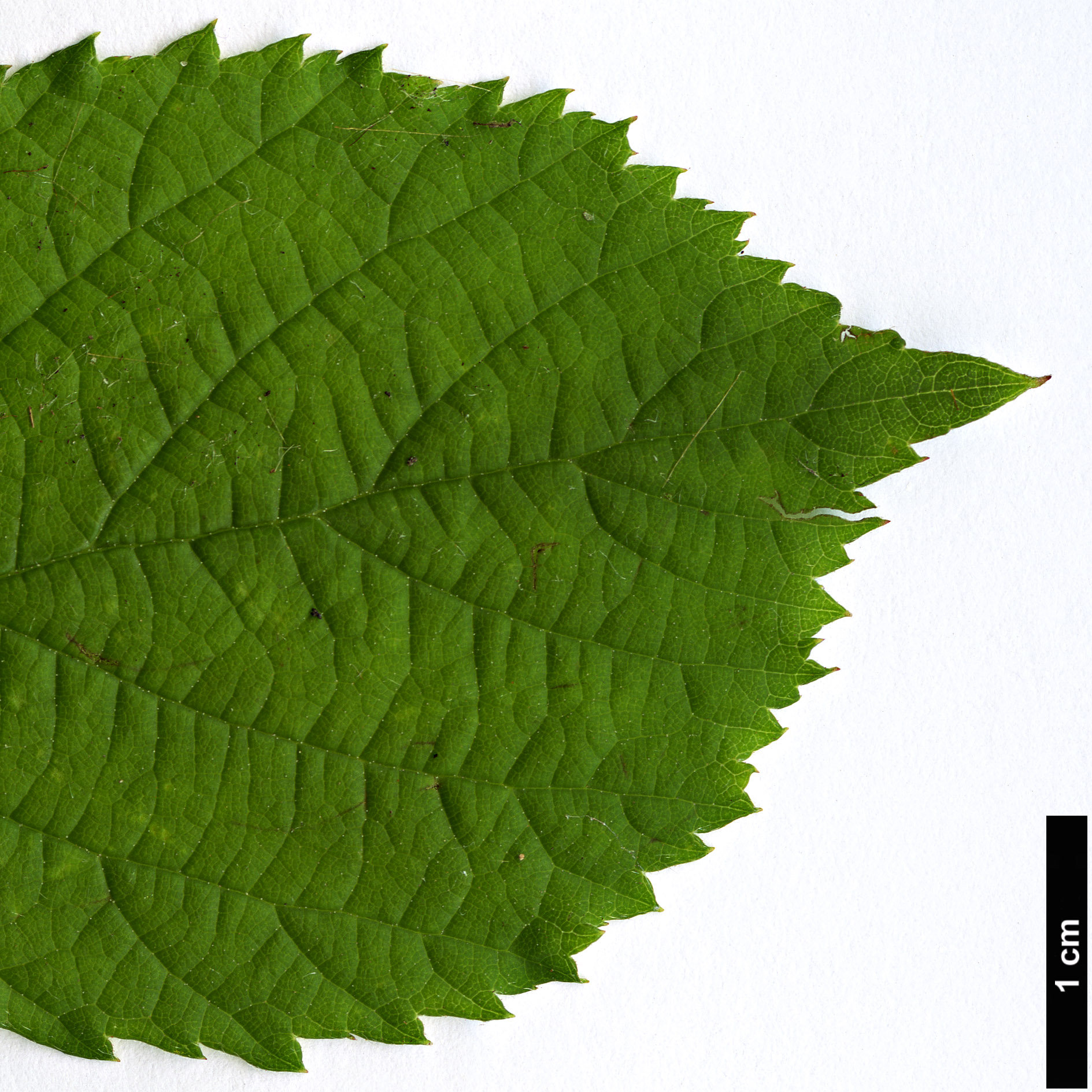 High resolution image: Family: Rosaceae - Genus: Rubus - Taxon: fruticosus agg.